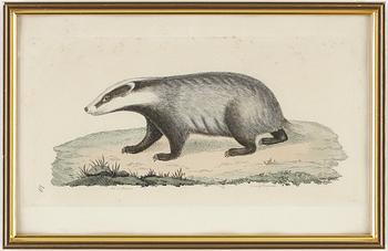 KOPPARSTICK, 26 st. Ur "Svensk Zoologi", av J W Palmstruch.