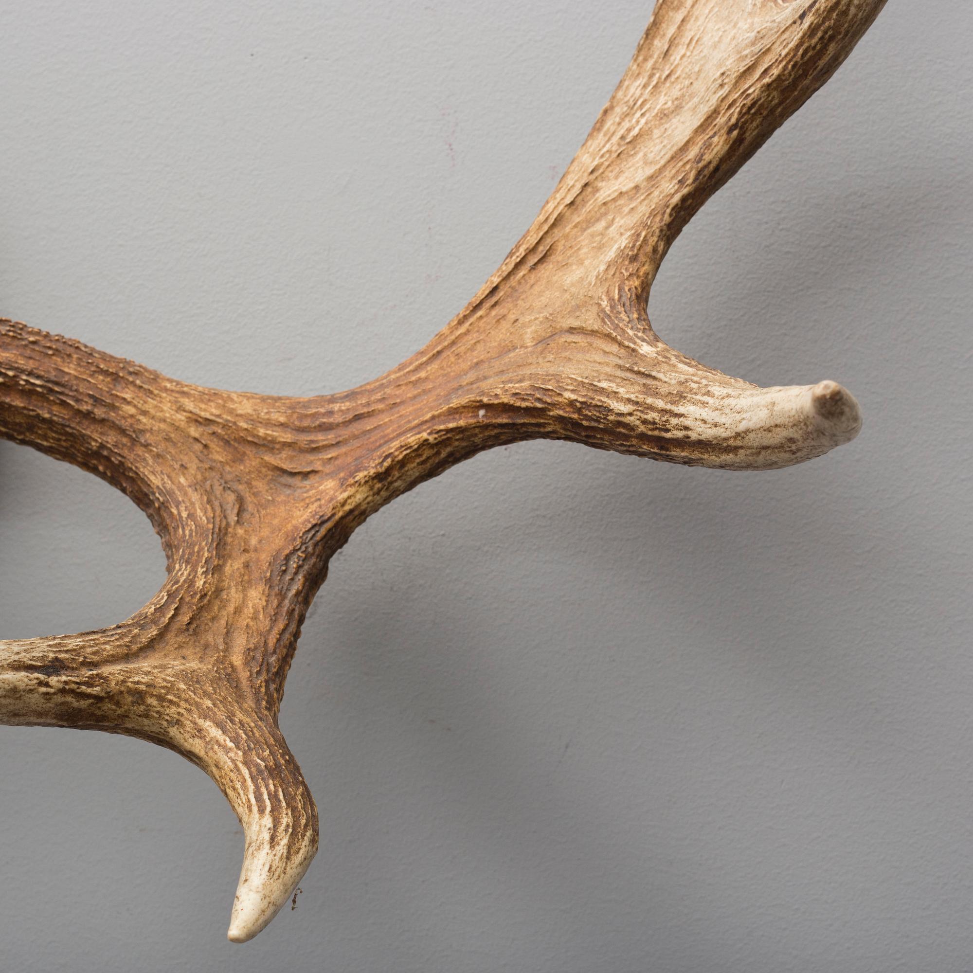 A 20th century hunting trophy.