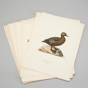 28 lithographic prints from "Svenska fåglar" by brothers von Wright, A. Börtzells, Stockholm, 1917-29.