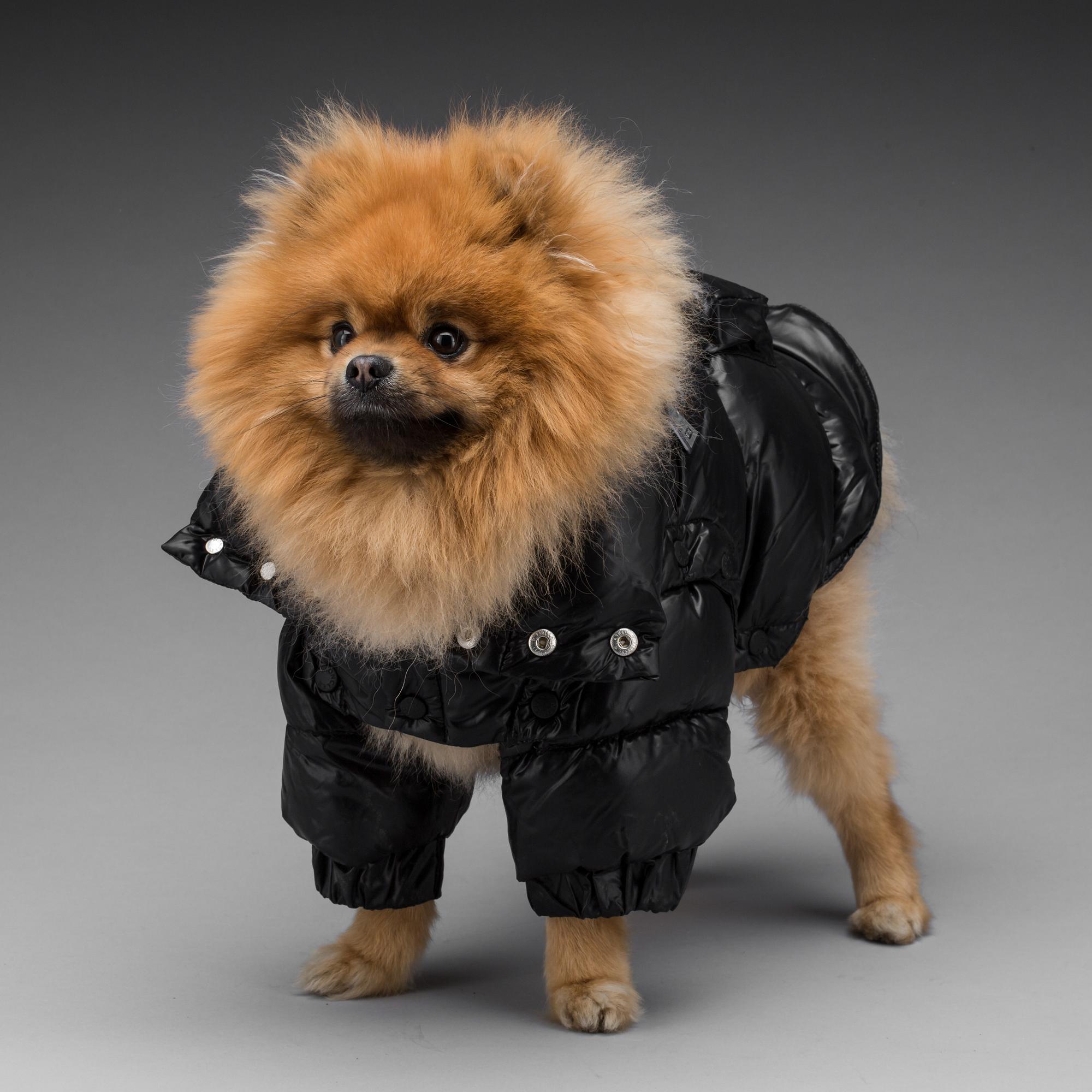 HUNDJACKOR, 2 stycken, Moncler samt Burberry.