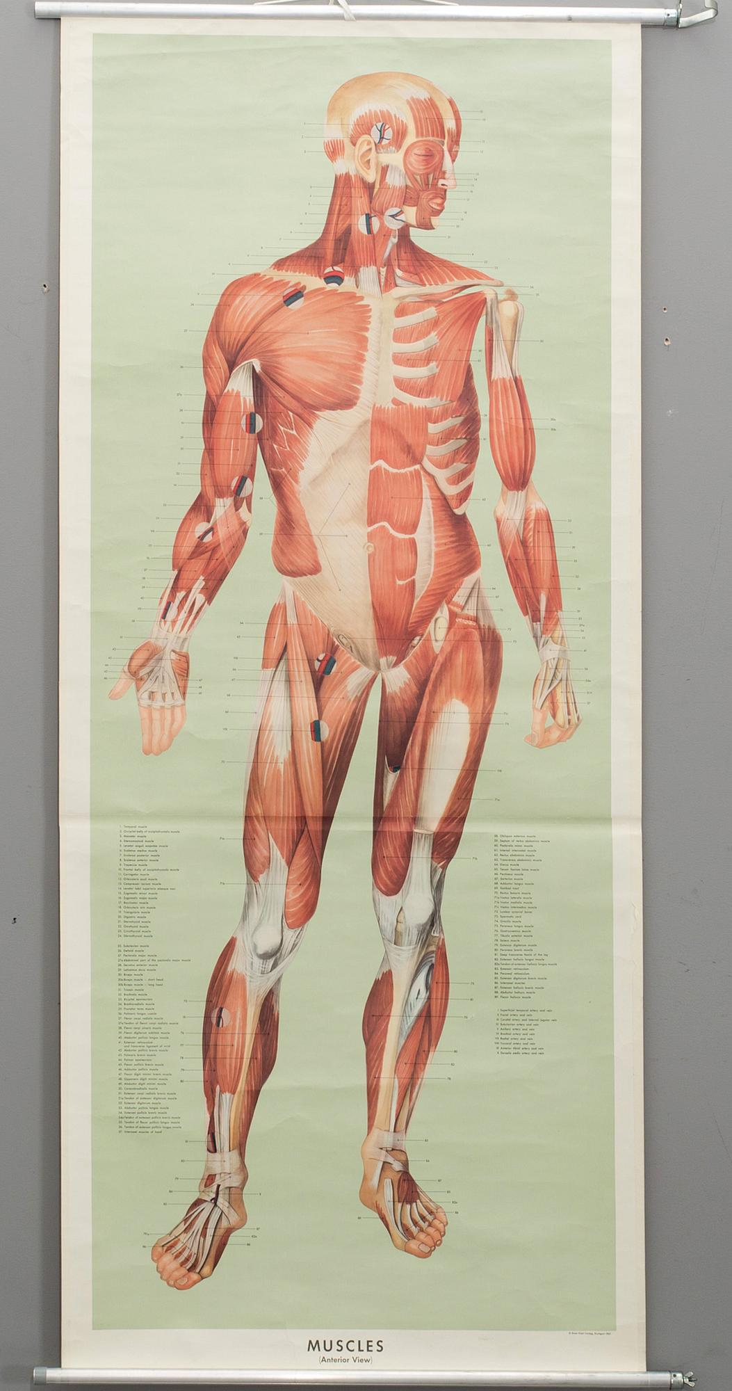 SKOLPLANSCH, "Muscles" Ernst Klett Verlag Stuttgart 1961.