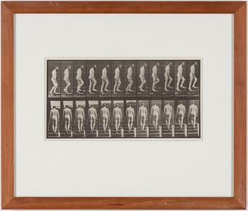 EADWEARD MUYBRIDGE, "Anime Locomotion, plate 89 1889".