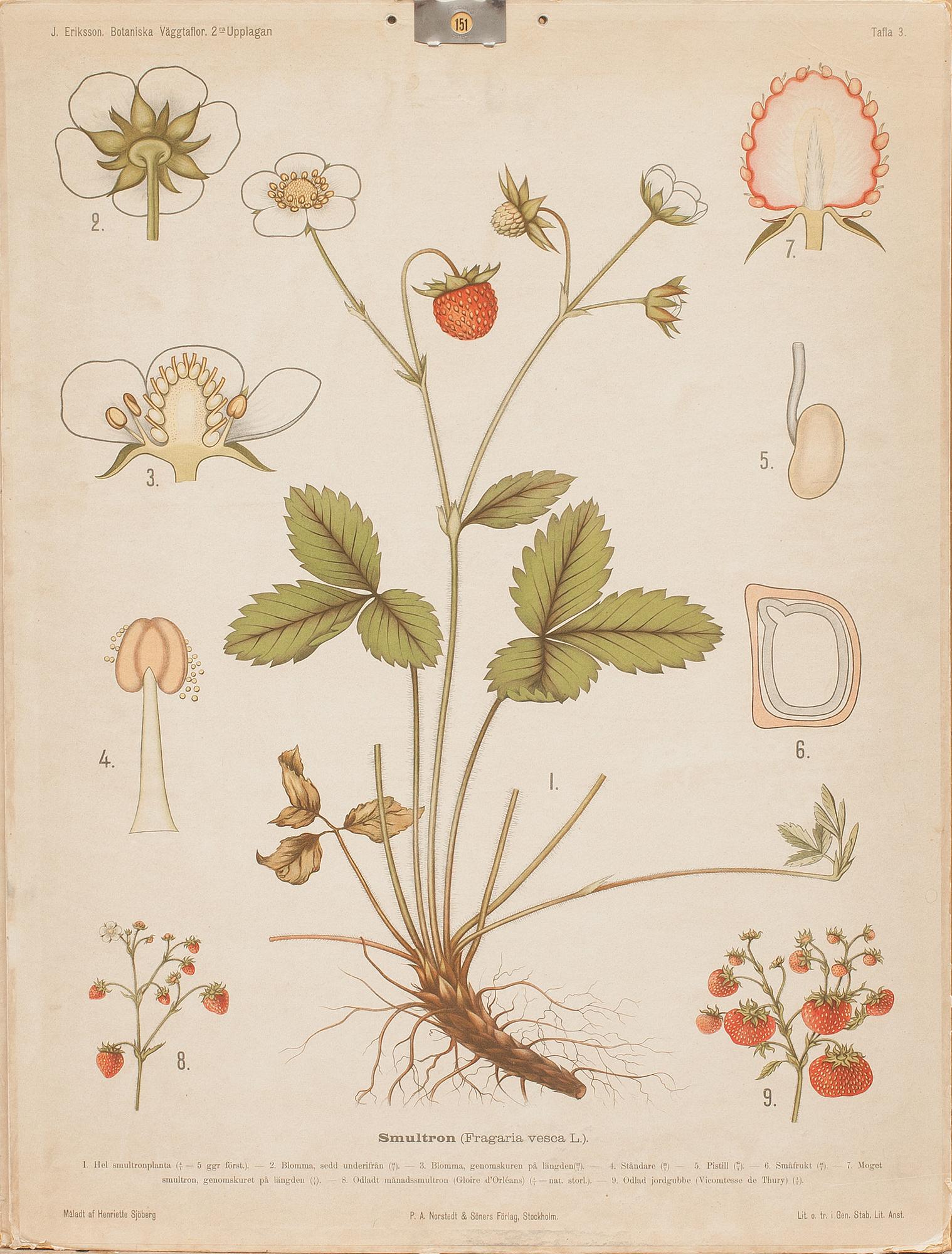 SKOLPLANSCHER, 3 stycken, 1900-tal.