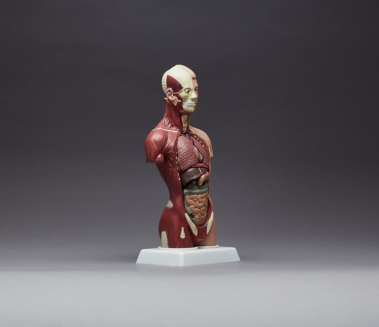 ANATOMISK MODELL, 1900-talet senare del.