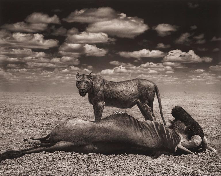 Nick Brandt, 'Lion and Wildebeest, Amboseli, 2012'.