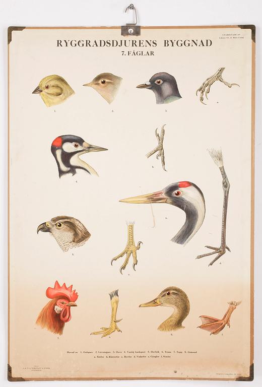 SKOLPLANSCHER, 4st, varav en litografisk plansch, bla Norstedts Förlag.