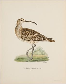 M o W VON WRIGHT, "Svenska fåglar", 252 st planscher, Ivar Baarsens förlag, Stockholm, 1920-tal.