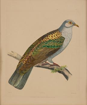 A set of eight plates from "Iconographie des pigeons" by Charles Lucien Bonaparte.