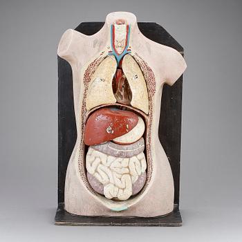 ANATOMISK BYST, 1900-tal.