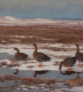 Bruno Liljefors, Resting Wild Geese.