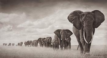 310. Nick Brandt, "Elephants walking through grass", Amboseli 2008.