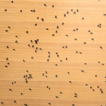 Ed Ruscha, "Black ants" from the series "Insects".