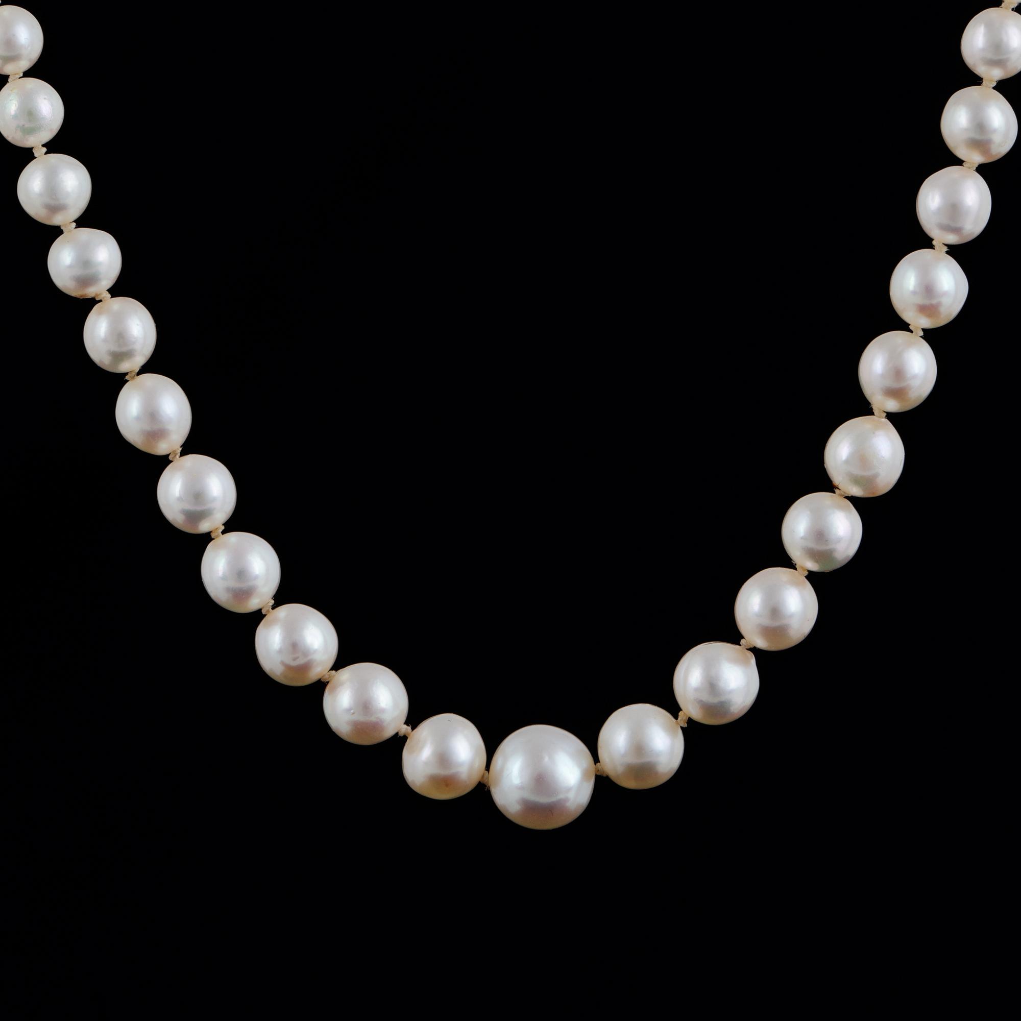 PÄRLCOLLIER, med odlade doserade pärlor.