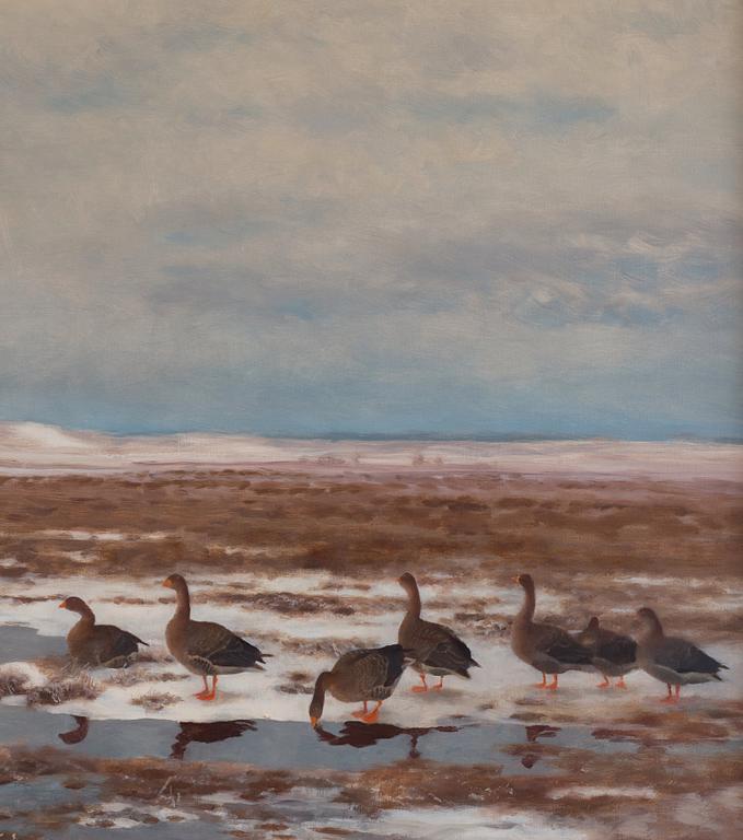 Bruno Liljefors, Resting Wild Geese.