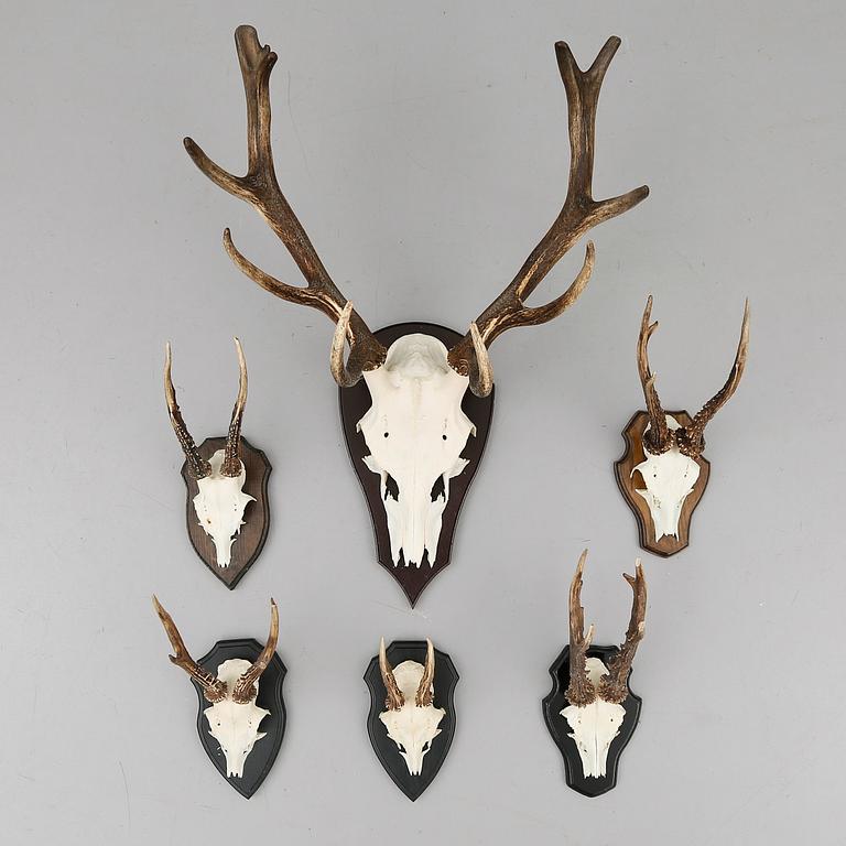 JAKTTROFÉER, 6 delar, 1900-tal.