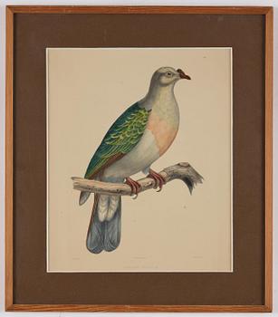 A set of eight plates from "Iconographie des pigeons" by Charles Lucien Bonaparte.
