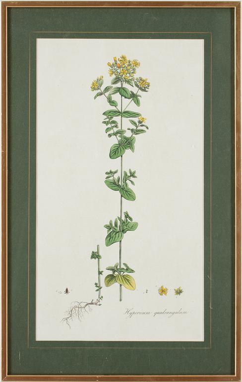 JAMES SOWERBY, 2 gravyrer ur "Flora Londoniensis, troligen ca 1780.