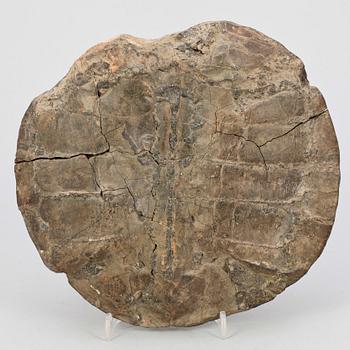 SKÖLDPADDSFOSIL, troligen sen Eocen, Maoming, Kina, ca 55-34 miljoner år.