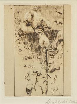 Akseli Gallen-Kallela, "Luminen Männynoksa" (Snöig tallkvist).