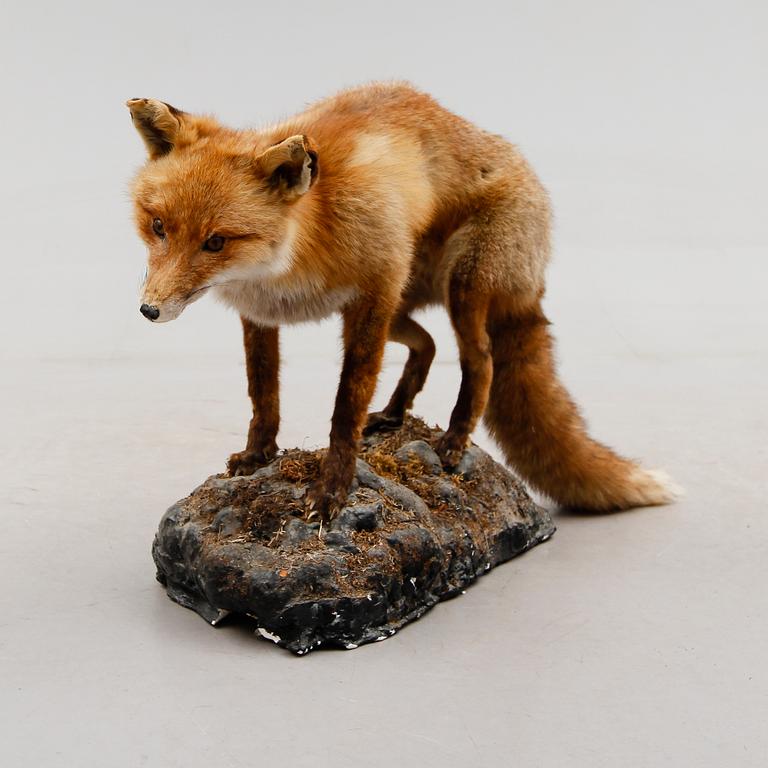 TAXIDERMI: uppstoppad räv, 1900-talets första hälft.