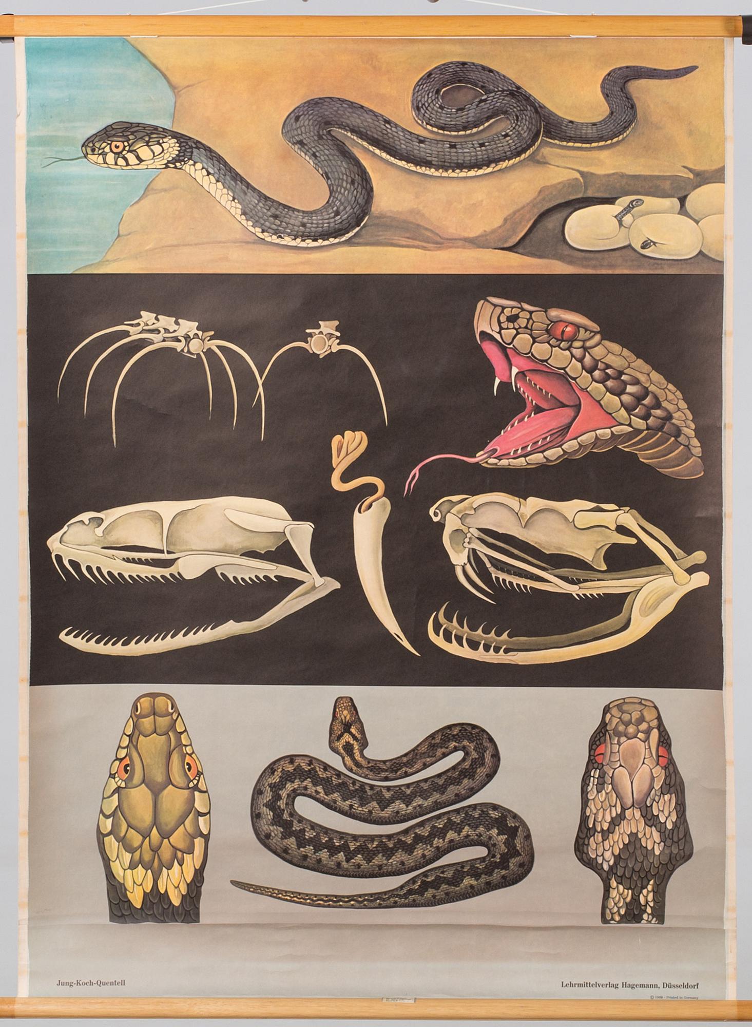 TWO EDUCATIONAL POSTERS, mid/second half 20th century.