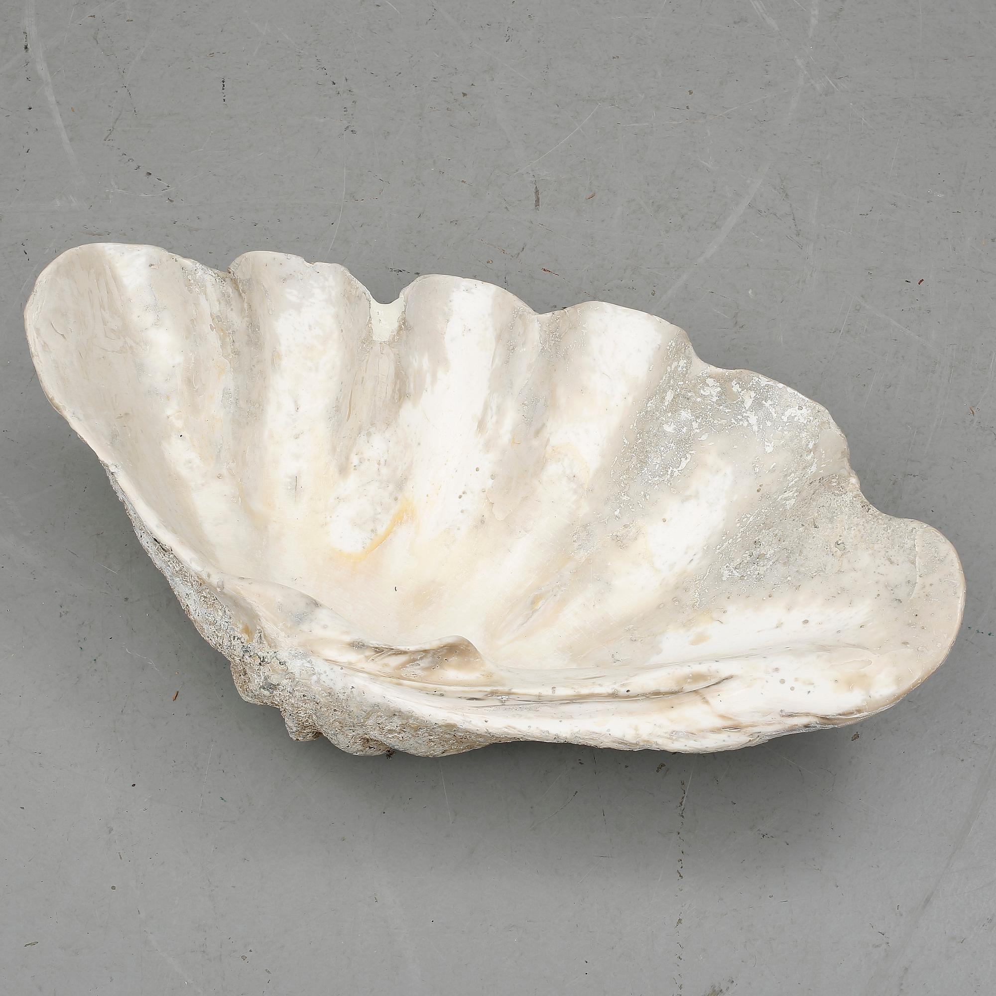 MUSSLA, fossil.