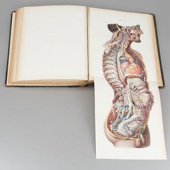 ATLAS, "Systeme Nerveux", Ludovic Hirschfeld, Victor Masson et Fils,  Paris, 1866.