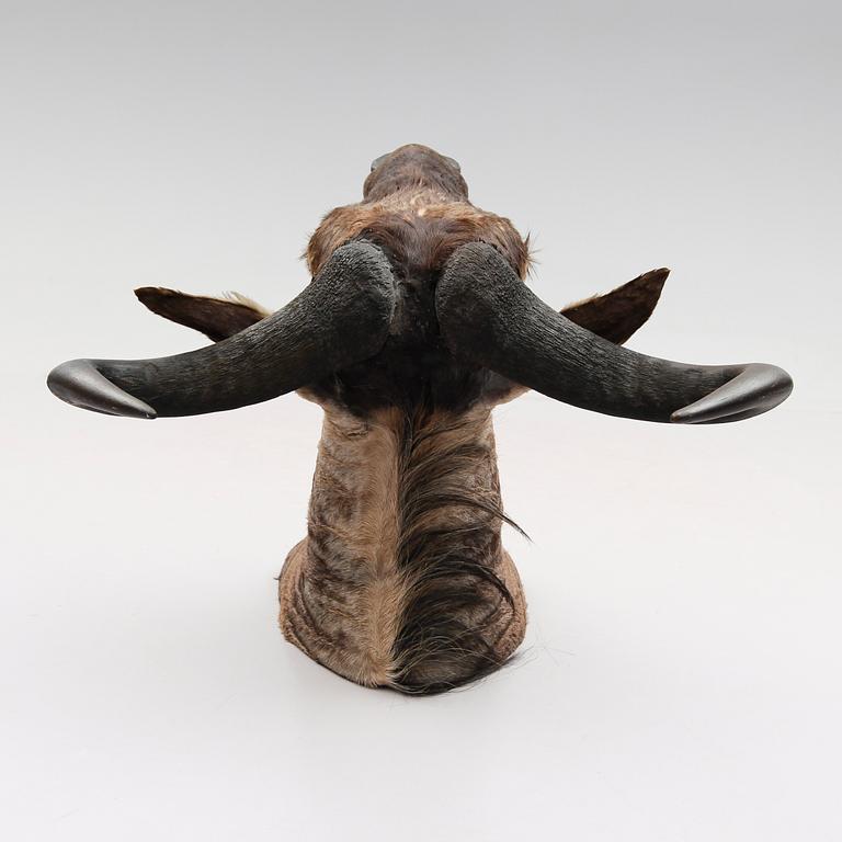 TAXIDERMI - Gnu, 1900-tal.