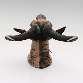 TAXIDERMI - Gnu, 1900-tal.