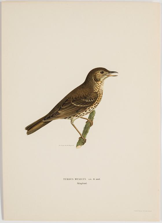 A set of 252 "Svenska fåglar" posters by M o W von Wright, Ivar Baarsens publishings, Stockholm.