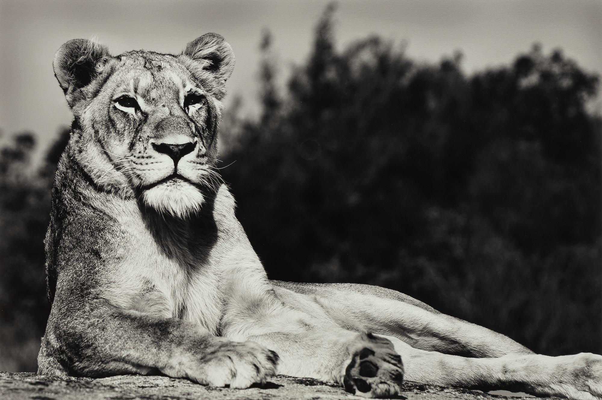 Håkan Ludwigson, "Londolozi", 2008.