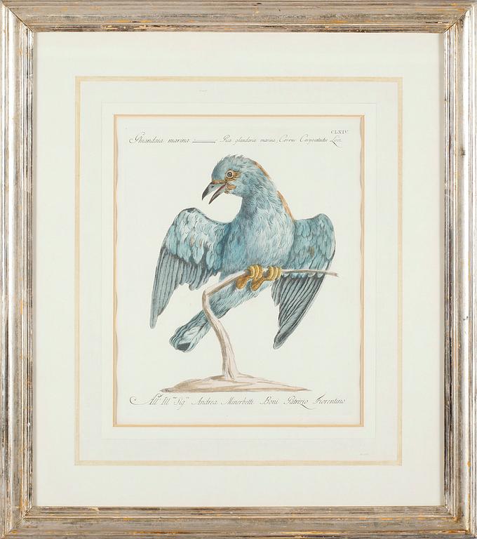 GRAVYR, efter Xaviero Manetti, kolorerad, 1700-tal.