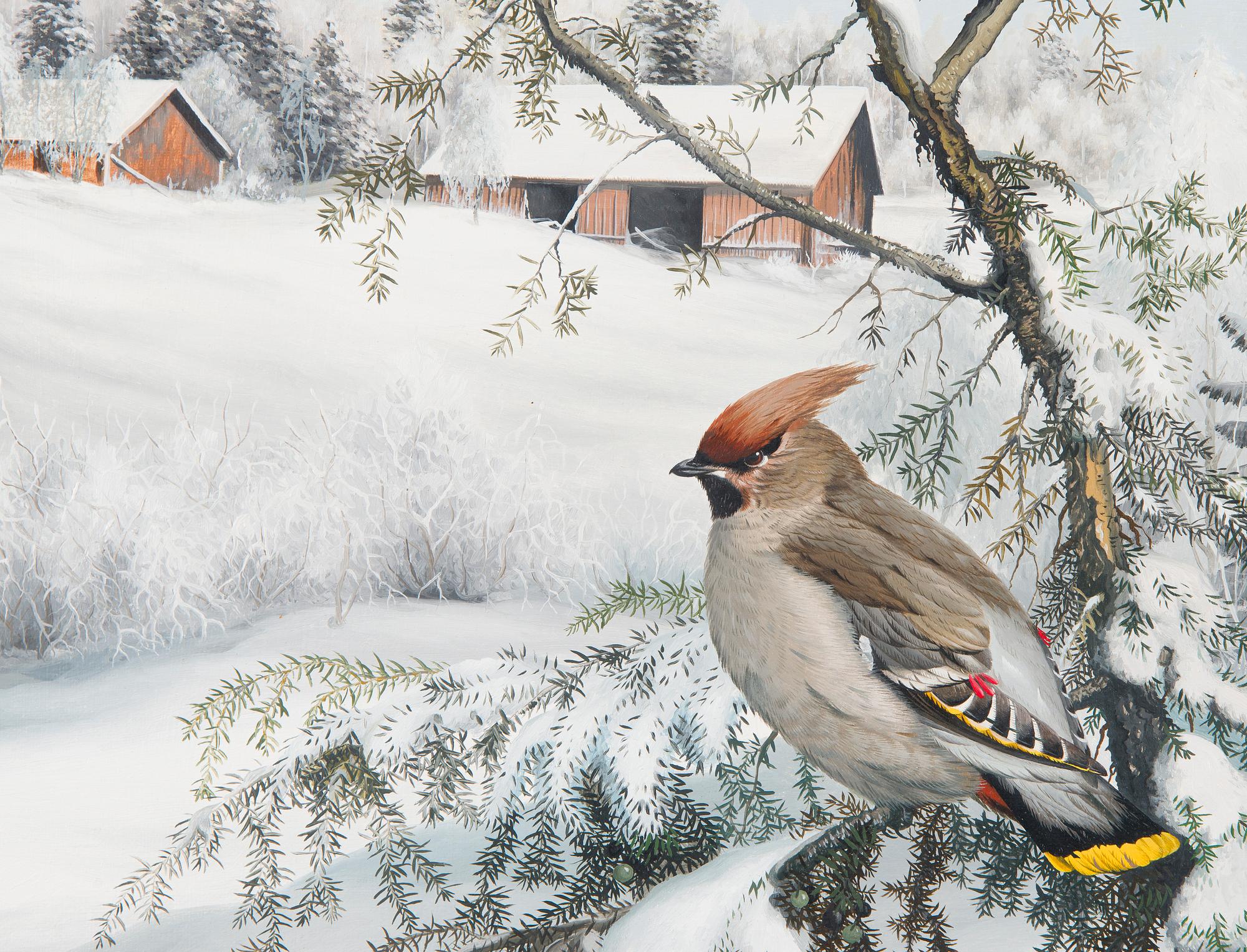 Teppo Terä, Bohemian Waxwings.