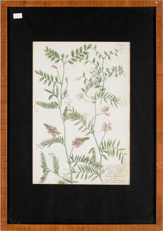 GRAVYRER, 6 st, handkolorerade, 1800-tal.