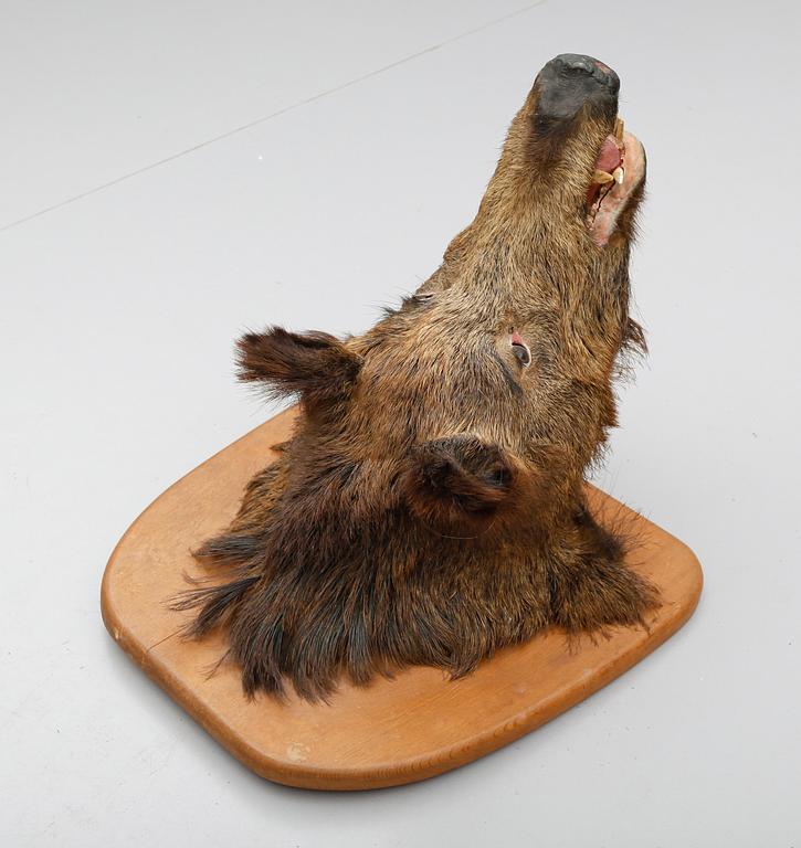 TAXIDERMI,  vildsvinshuvud.