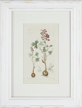 JOHAN WILHELM PALMSTRUCH, 6 st, handkolorerade kopparstick, 1800-talets första hälft.