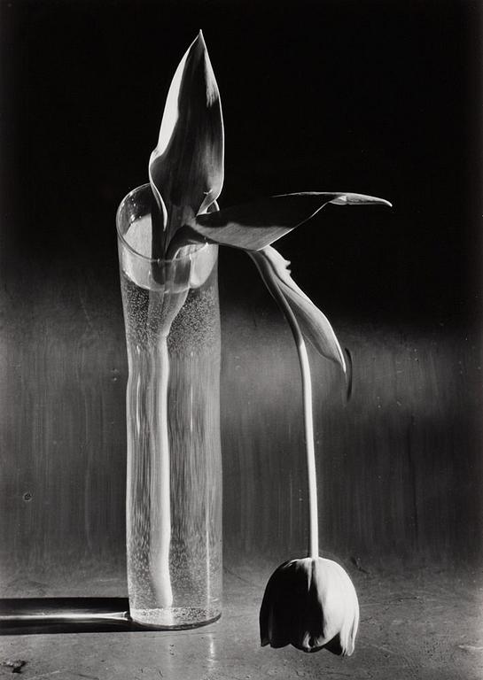 André Kertész, "Melancolic Tulip, New York City, 1939".