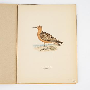 Bröderna von Wright, a group of 'Svenska fåglar' litographs, Ivar Baarsens förlag, Stockholm, 1920's.