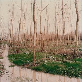 245. Brigitte Bauer, "Paysage du Rhône", 1996.