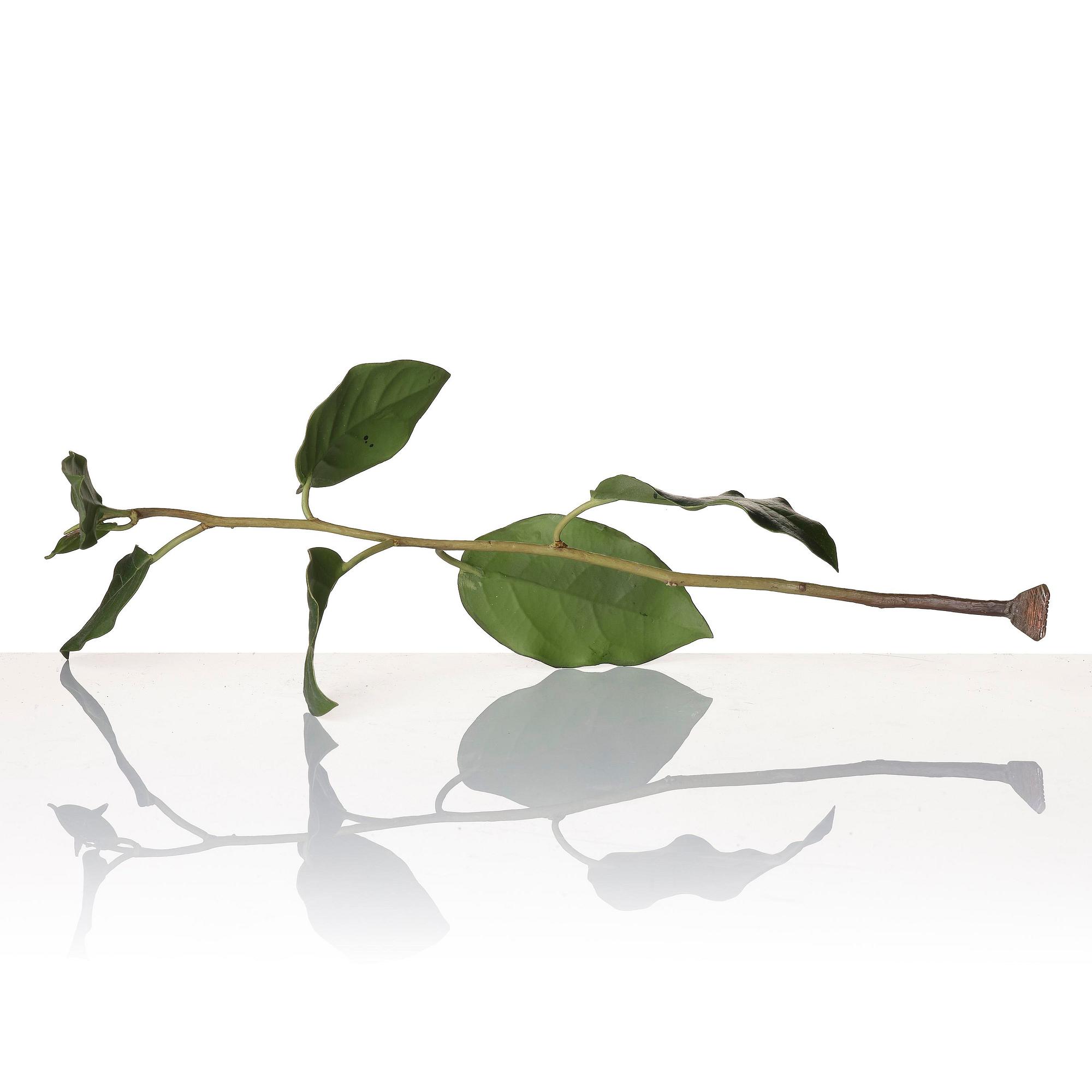 Tony Matelli, "Weed #424".