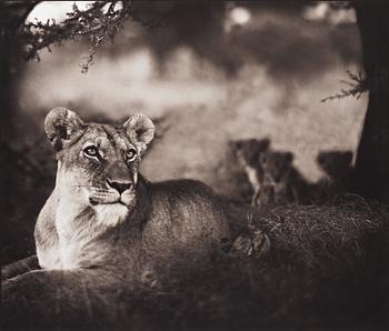 Nick Brandt, "Lioness with cubs under tree, Serengeti, 2004".