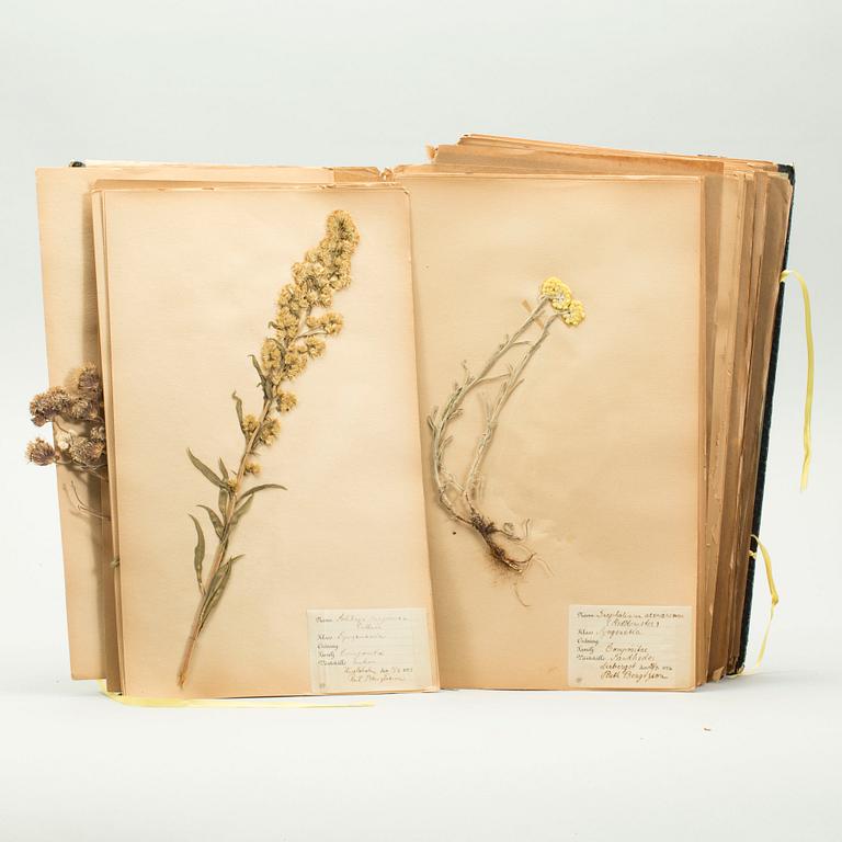 HERBARIUM, 1926-1928.