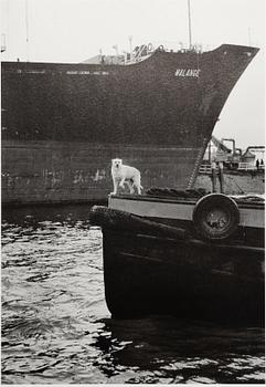 Peter de Ru, "Pråmskepparhund, Bottele hamn, Rotterdam, 1979".