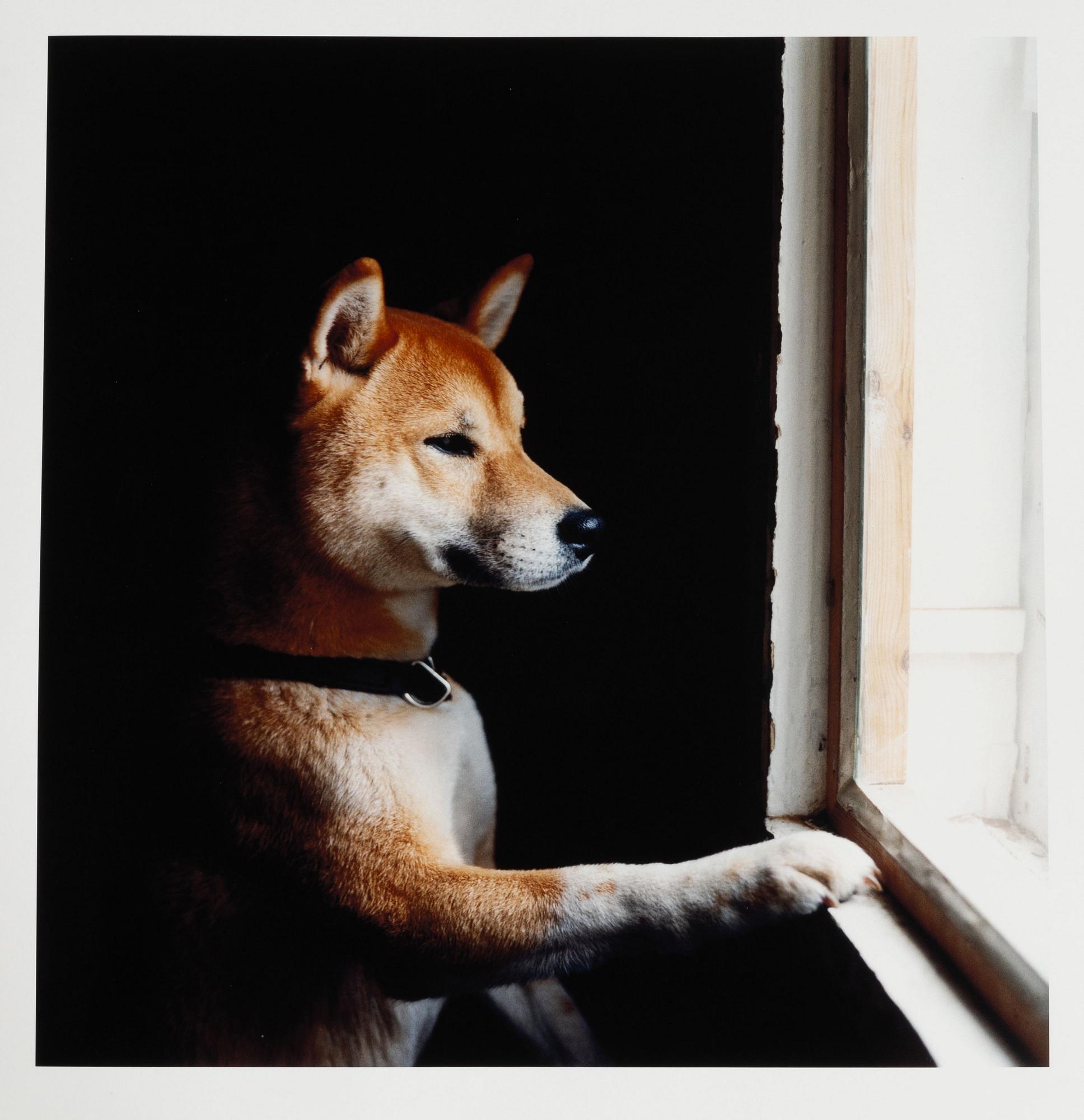 Peter de Rue,  "Shiba (Japansk spets)", 2004.