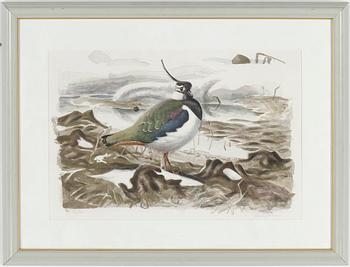 Lars Jonsson · LARS JONSSON, färglitografi, signerad o numrerad 182/350