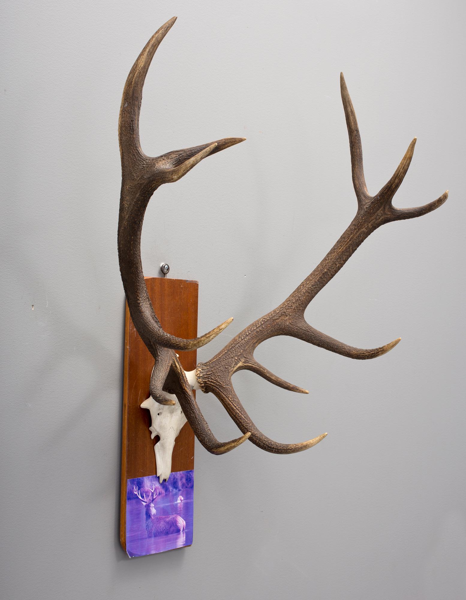 JAKTTROFÈ, kronhjort.