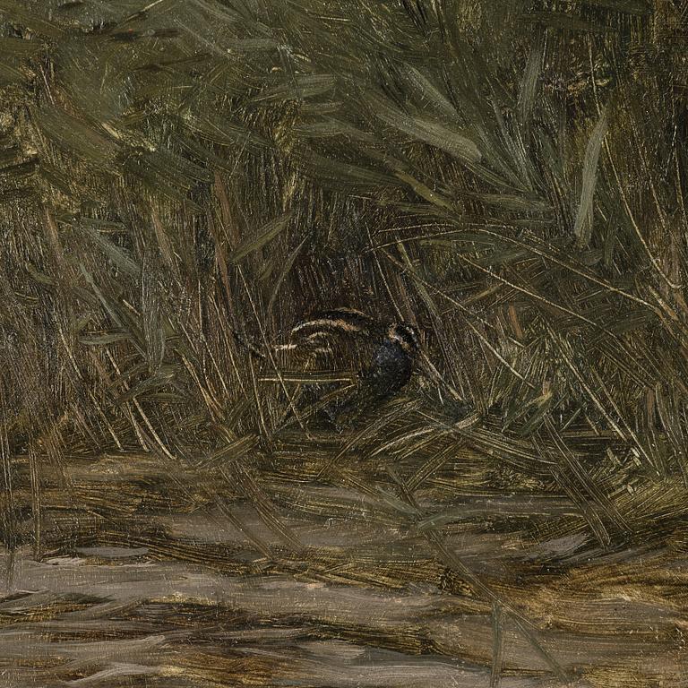 Bruno Liljefors, 'Beckasin i vass' (Snipe among reeds).