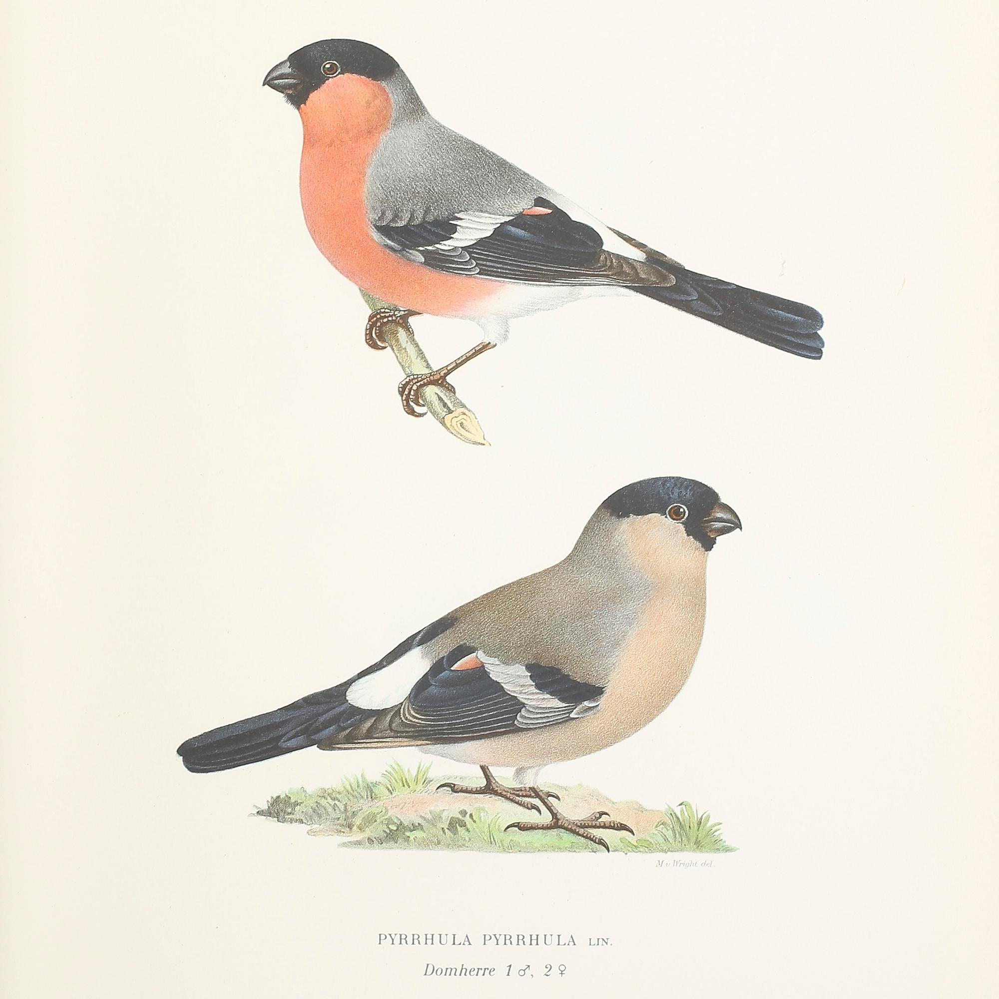 SVENSKA FÅGLAR, 3 volymer, M,W och F. von Wright, Stockholm 1924-29.