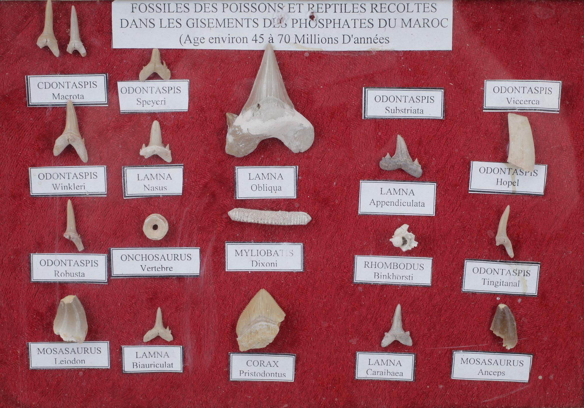 SAMLING FOSSILTÄNDER, 18 st, Marocko.