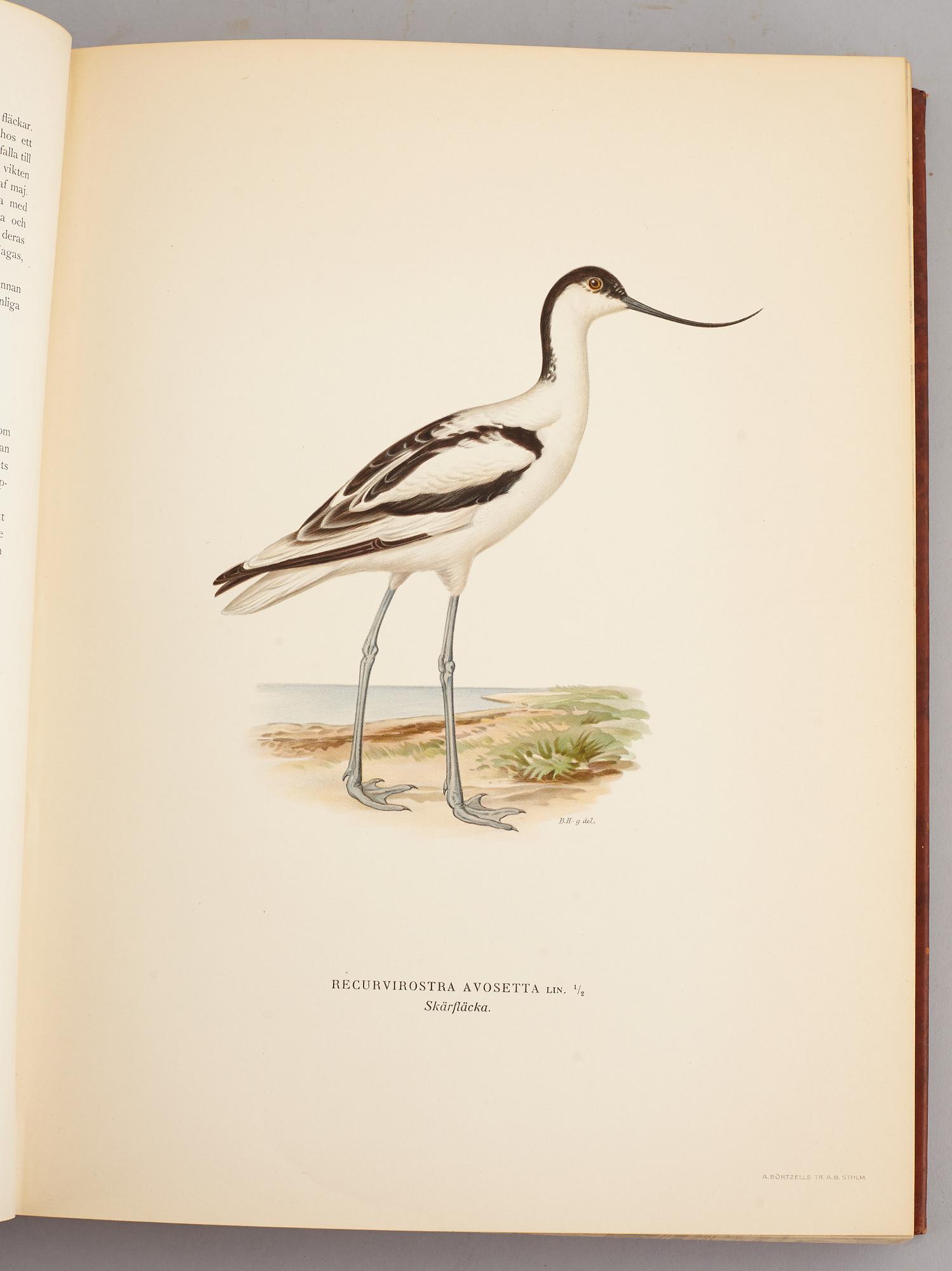 A set of three books about Swedish birds by von Wright. 1927.